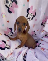 Daisy Take me Home, a female Miniature Dachshund for sale in Mansfield, OH – Photo 9 of 10