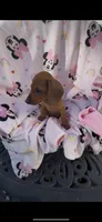 Daisy Take me Home, a female Miniature Dachshund for sale in Mansfield, OH – Photo 10 of 10