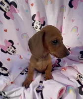 Daisy Take me Home, a female Miniature Dachshund for sale in Mansfield, OH – Photo 8 of 10