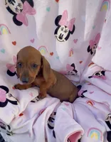 Daisy Take me Home, a female Miniature Dachshund for sale in Mansfield, OH – Photo 6 of 10
