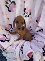 Daisy Take me Home, a female Miniature Dachshund for sale in Mansfield, OH – Photo 1 of 10