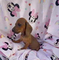 Daisy Take me Home, a female Miniature Dachshund for sale in Mansfield, OH – Photo 3 of 10