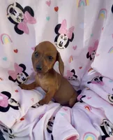 Daisy Take me Home, a female Miniature Dachshund for sale in Mansfield, OH – Photo 4 of 10