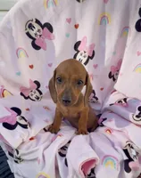 Daisy Take me Home, a female Miniature Dachshund for sale in Mansfield, OH – Photo 5 of 10