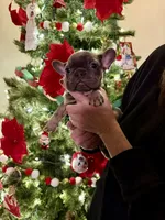 Violet Take Me Home Today!, a female French Bulldog for sale in Mansfield, OH – Photo 2 of 6