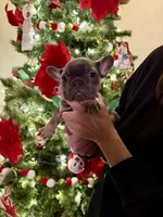Violet Take Me Home Today!, a female French Bulldog for sale in Mansfield, OH – Photo 3 of 6