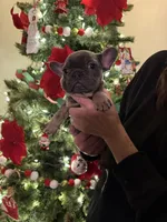 Violet Take Me Home Today!, a female French Bulldog for sale in Mansfield, OH – Photo 1 of 6
