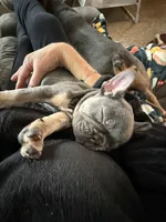 Violet Take Me Home Today!, a female French Bulldog for sale in Mansfield, OH – Photo 4 of 6