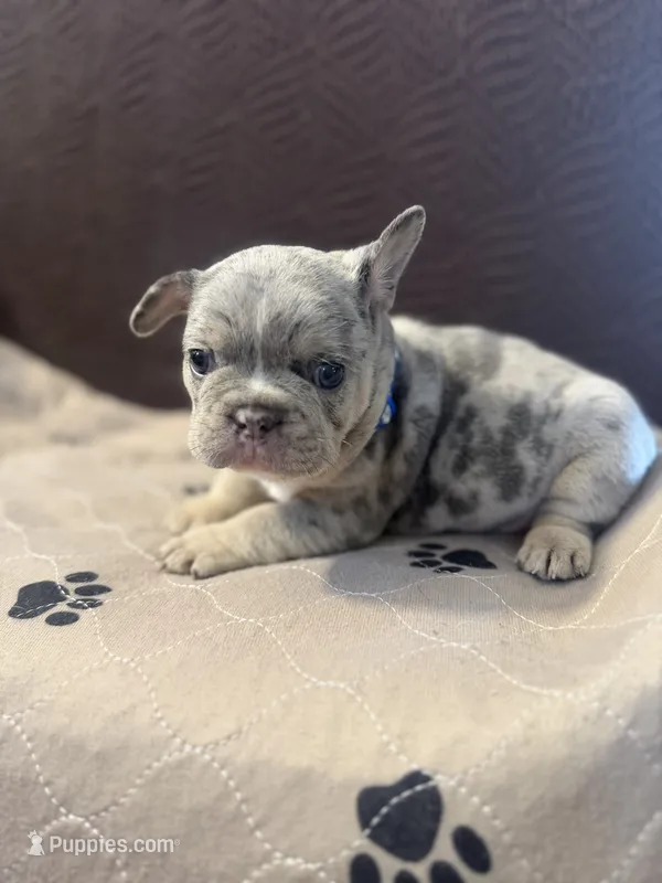 Diesel Take Me Home! – French Bulldog puppy for sale in Mansfield, OH