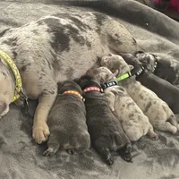 Jaxx Take me Home Today!, a male French Bulldog for sale in Mansfield, OH – Photo 2 of 6