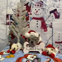 Jaxx Take me Home Today!, a male French Bulldog for sale in Mansfield, OH – Photo 4 of 6