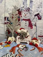 Jaxx Take me Home Today!, a male French Bulldog for sale in Mansfield, OH – Photo 4 of 6