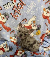 Jaxx Take me Home Today!, a male French Bulldog for sale in Mansfield, OH – Photo 6 of 6