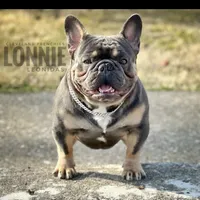 Jaxx Take me Home Today!, a male French Bulldog for sale in Mansfield, OH – Photo 5 of 6