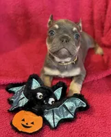 Lollipop Take Me Home!, a female French Bulldog for sale in Mansfield, OH – 5 of 6