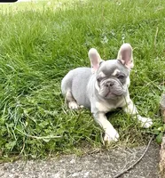 Leo Take Me Home Today! I’m a Lilac Fluffy  Carrier!, a male French Bulldog for sale in Mansfield, OH – 7 of 9