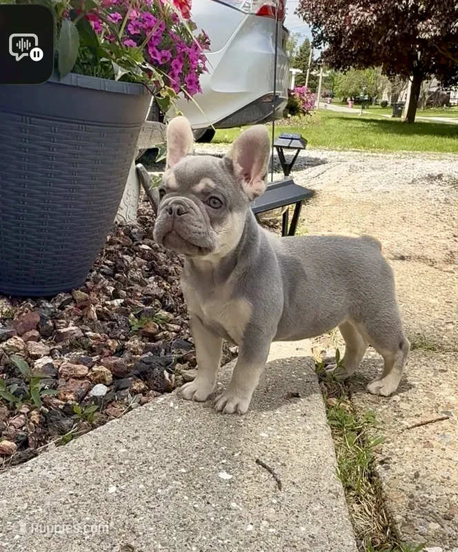 Leo Take Me Home Today! I’m a Lilac Fluffy  Carrier! – French Bulldog puppy for sale in Mansfield, OH