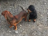 Longhair Lolli Pick  Me!, a female Miniature Dachshund for sale in Mansfield, OH – Photo 8 of 10