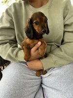 Longhair Lolli Pick  Me!, a female Miniature Dachshund for sale in Mansfield, OH – Photo 5 of 10