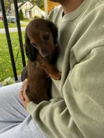 Longhair Lolli Pick  Me!, a female Miniature Dachshund for sale in Mansfield, OH – Photo 4 of 10