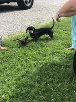 Longhair Lolli Pick  Me!, a female Miniature Dachshund for sale in Mansfield, OH – Photo 10 of 10