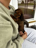 Longhair Lolli Pick  Me!, a female Miniature Dachshund for sale in Mansfield, OH – Photo 3 of 10