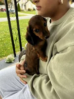 Longhair Lolli Pick  Me!, a female Miniature Dachshund for sale in Mansfield, OH – Photo 1 of 10