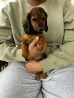 Longhair Lolli Pick  Me!, a female Miniature Dachshund for sale in Mansfield, OH – Photo 6 of 10