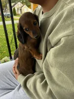 Longhair Lolli Pick  Me!, a female Miniature Dachshund for sale in Mansfield, OH – Photo 2 of 10
