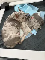 Benji Pick Me! , a male French Bulldog for sale in Mansfield, OH – 2 of 3