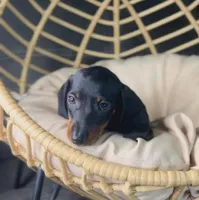 Beni Pick Me!, a male Miniature Dachshund for sale in Mansfield, OH – Photo 3 of 9