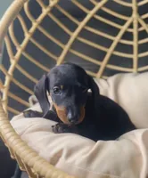 Beni Pick Me!, a male Miniature Dachshund for sale in Mansfield, OH – Photo 7 of 9