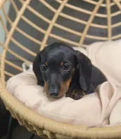 Beni Pick Me!, a male Miniature Dachshund for sale in Mansfield, OH – Photo 5 of 9
