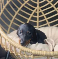 Beni Pick Me!, a male Miniature Dachshund for sale in Mansfield, OH – Photo 8 of 9