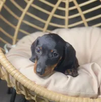 Beni Pick Me!, a male Miniature Dachshund for sale in Mansfield, OH – Photo 4 of 9