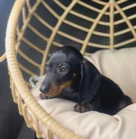 Beni Pick Me!, a male Miniature Dachshund for sale in Mansfield, OH – Photo 9 of 9