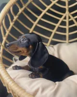 Beni Pick Me!, a male Miniature Dachshund for sale in Mansfield, OH – Photo 6 of 9