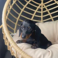 Beni Pick Me!, a male Miniature Dachshund for sale in Mansfield, OH – Photo 1 of 9