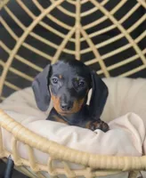 Beni Pick Me!, a male Miniature Dachshund for sale in Mansfield, OH – Photo 2 of 9