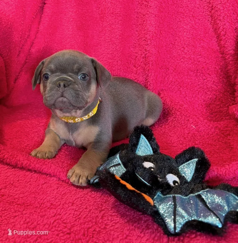 Winnie Pick Me! – French Bulldog puppy for sale in Mansfield, OH