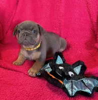 Winnie Pick Me!, a female French Bulldog for sale in Mansfield, OH – 1 of 5