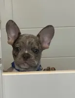 Bleu Take Me Home Today! , a male French Bulldog for sale in Mansfield, OH – 4 of 4
