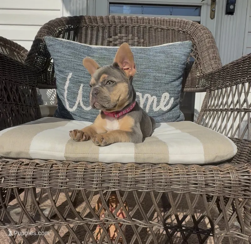 Ruby Take Me Home! – French Bulldog puppy for sale in Mansfield, OH