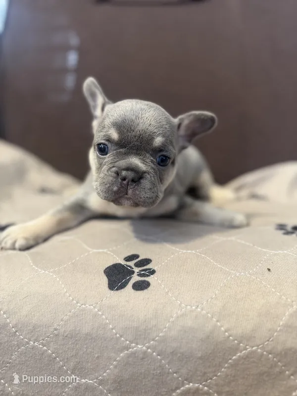 Miko  – French Bulldog puppy for sale in Mansfield, OH