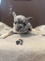 Miko , a male French Bulldog for sale in Mansfield, OH – 1 of 3