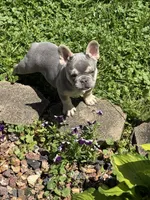 Leo Pick Me! I’m a Lilac Fluffy  Carrier!, a male French Bulldog for sale in Mansfield, OH – 10 of 10