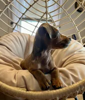 Blaze Pick Me!, a male Miniature Dachshund for sale in Mansfield, OH – Photo 7 of 9