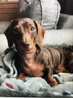 Blaze Pick Me!, a male Miniature Dachshund for sale in Mansfield, OH – Photo 9 of 9
