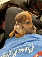 Blaze Pick Me!, a male Miniature Dachshund for sale in Mansfield, OH – Photo 6 of 9