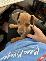 Blaze Pick Me!, a male Miniature Dachshund for sale in Mansfield, OH – Photo 5 of 9